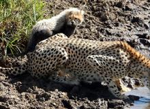 Cheetahs in the Maasai Mara National Reserve, Kenya. Photo: Bob Loveland