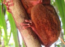 The Philippine tarsier is the world's third-smallest (and, in my opinion, cutest) primate. I saw this one at the Philippine Tarsier Sanctuary on the island of Bohol in the Philippines in January 2018. Photo by Esther Perica