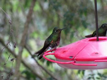 A buff-tailed coronet hummingbird — Bellavista Cloud Forest Reserve, Ecuador. Photo by Andy Cubbon